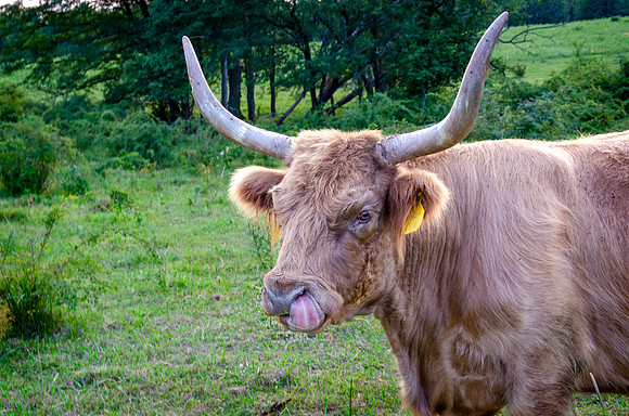 _DSC0434