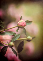 0L3A9523 copy